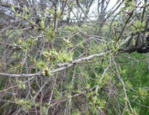 Group 9 glyphosate damage witchesbroom on choke cherry tree