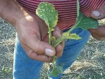 Group 2 herbicide damage on Liberty canola