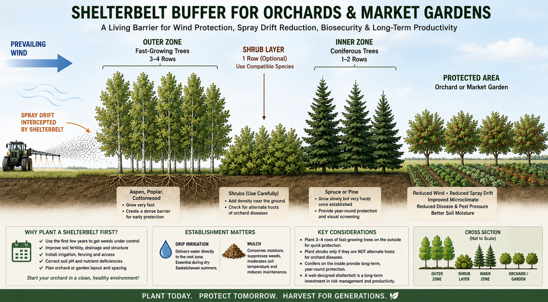 Shelterbelts: The First Crop You Should Plant Before Your Orchard or Market Garden